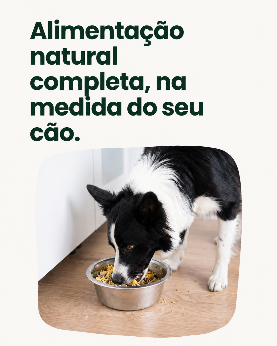Cão durante a rotina de alimentação Meu Pet Nutri